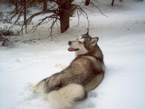 1988 Ford Bronco - A dog rests in a snowy landscape with bare trees overhead.