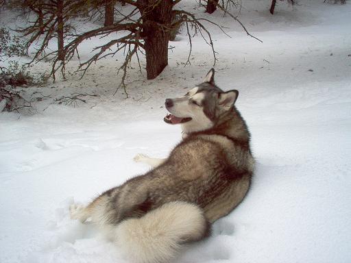Alaskan Malamute lying in the snow with trees in the background