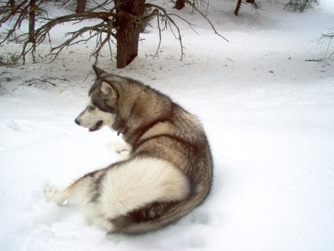 1988 Ford Bronco - A dog rests in a snowy forest clearing.