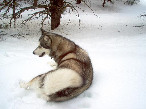 Husky dog lying in the snow, looking to the left. Trees are in the background