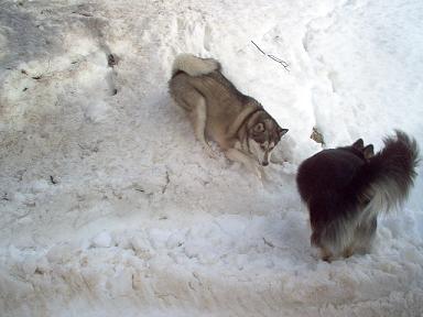 1988 Ford Bronco - Two dogs navigate a snowy landscape, their fur dusted with white powder.