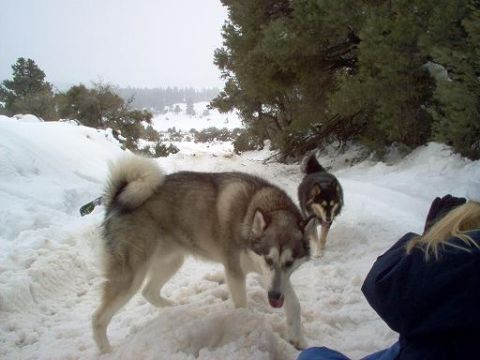 1988 Ford Bronco - Two dogs are playing in the snow with a person in the foreground.