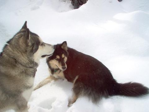 1988 Ford Bronco - Two dogs are playing together in a snowy landscape.