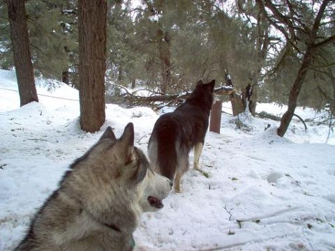 1988 Ford Bronco - Two dogs explore a snow-covered forest landscape with pine trees.