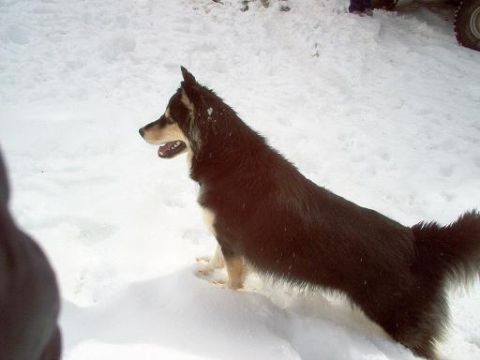 1988 Ford Bronco - A black and tan dog stands in the snow with its mouth open, looking to the left.