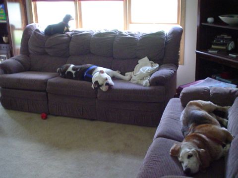 1993 Ford Bronco - Dogs relaxing on furniture indoors.