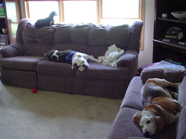 Three dogs sleeping on couches in a living room. A small black dog is on the back of the largest couch