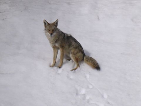 1999 Toyota Tacoma - A coyote sits in the snow, looking towards the camera.