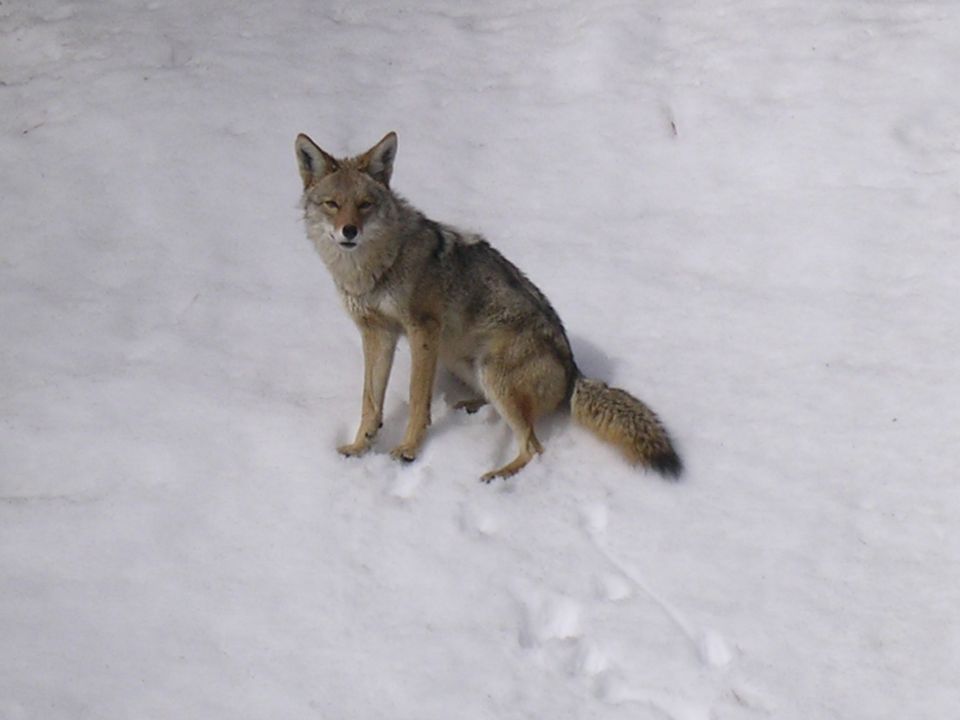 Coyote sitting in a snowy field