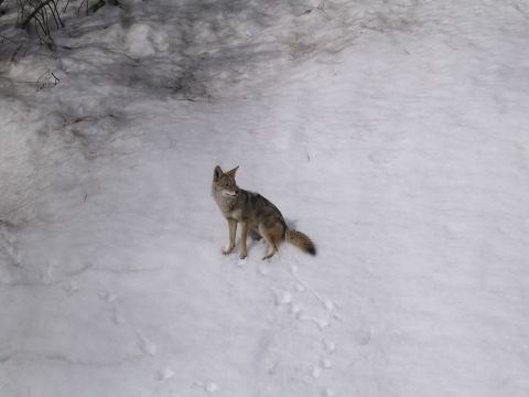 1999 Toyota Tacoma - A coyote pauses in a snowy landscape, leaving tracks behind it.