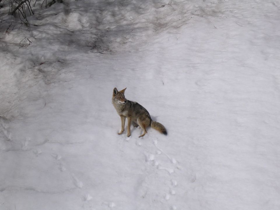 Coyote standing in snow, looking to the side. Some trees in background