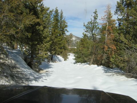 1999 Toyota Tacoma - View from inside a vehicle driving on a snowy road surrounded by pine trees.