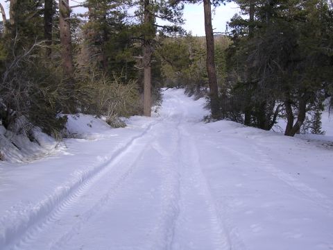 1999 Toyota Tacoma - A snowy road winds through a forest, marked by tire tracks, with a SUPERMOTORS.NET watermark visible.
