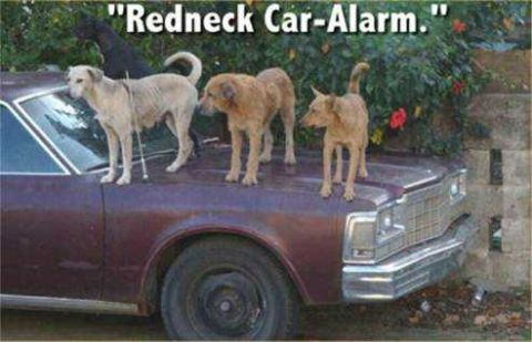 1979 Ford Bronco - Dogs are standing on the hood of a car, humorously labeled "Redneck Car-Alarm."