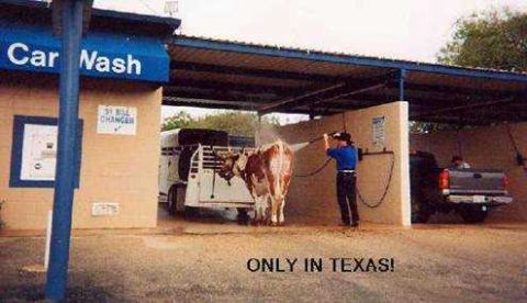 1979 Ford Bronco - A cow gets a bath at a car wash, with a trailer and pickup truck also present.