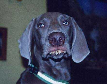 1979 Ford Bronco - A dog with prominent teeth and a collar is pictured.