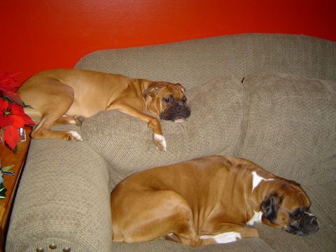 1989 Ford Bronco - doggies