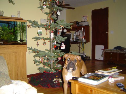 1989 Ford Bronco - A dog stands by a Christmas tree in a room with an aquarium and furniture.