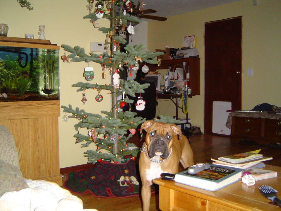 Dog standing next to a decorated Christmas tree in a living room with an aquarium