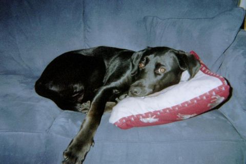 1996 Ford Bronco - Lazzy Dog