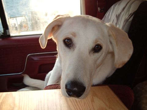 1989 Ford Bronco - A dog looks out from the interior of a vehicle.
