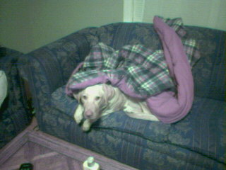 1996 Ford Mustang - A dog is relaxing on a couch, covered by a purple and black plaid blanket.