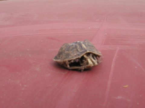 1979 Chevrolet Camaro - My Guard turtle maybe i forgot to feed him?!?!