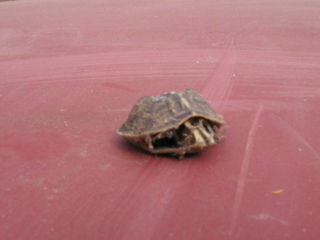 A turtle shell sitting on a dusty red surface