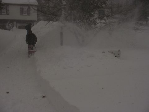1995 Ford Mustang - snowblowing