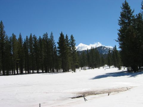 1985 Ford Bronco - A vast snowy landscape unfolds under a clear blue sky, with a line of pine trees and a snow-capped mountain in the distance.