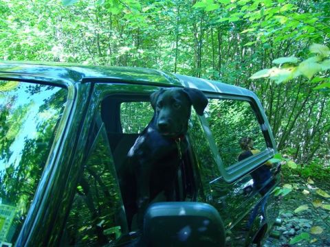 1996 Ford Bronco - A black dog looks out from the side window of a green SUV parked in a wooded area.