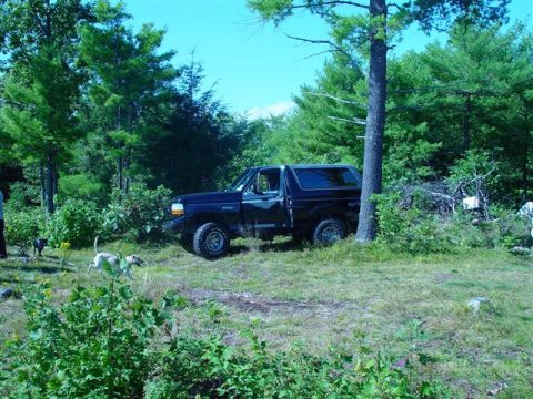 1996 Ford Bronco - A black 1996 Ford Bronco is parked in a grassy, wooded area with two dogs in the foreground.