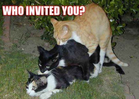 1986 Pontiac Fiero - A group of cats are gathered together outdoors, with a humorous question posed above them.