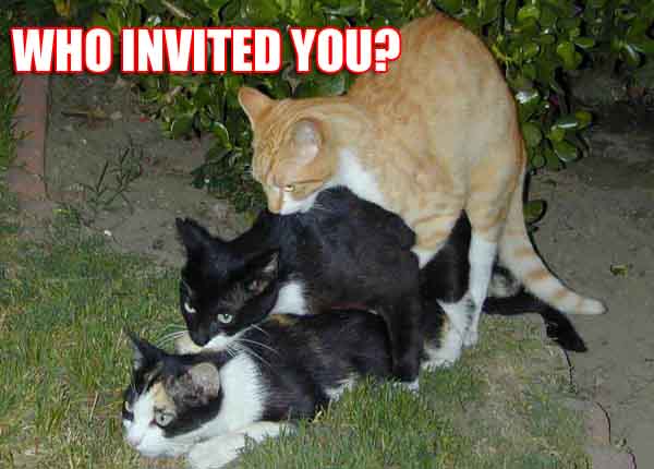 Three cats piled on top of each other in grass, with text overlay 'WHO INVITED YOU?'