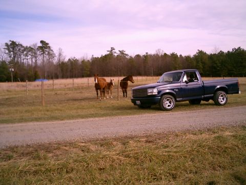 1994 Ford F-150 - A blue pickup truck is parked on a dirt road in front of a field with horses.