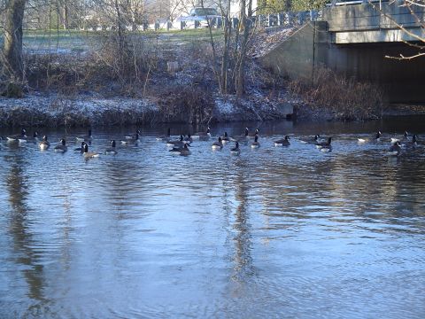 1990 Ford Bronco - A flock of geese navigates a cold river under a concrete bridge.