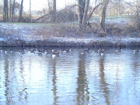 1990 Ford Bronco - A flock of geese navigates a waterway, with a snowy bank and bare trees framing the scene.