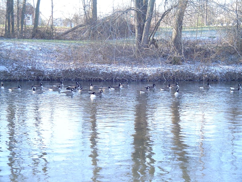 Geese swimming in a canal with snow on the banks and trees in the background