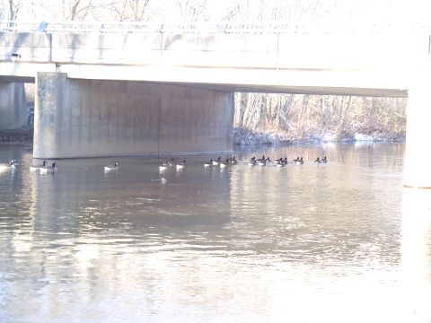 1990 Ford Bronco - A flock of geese swims in a river beneath a concrete bridge during winter.