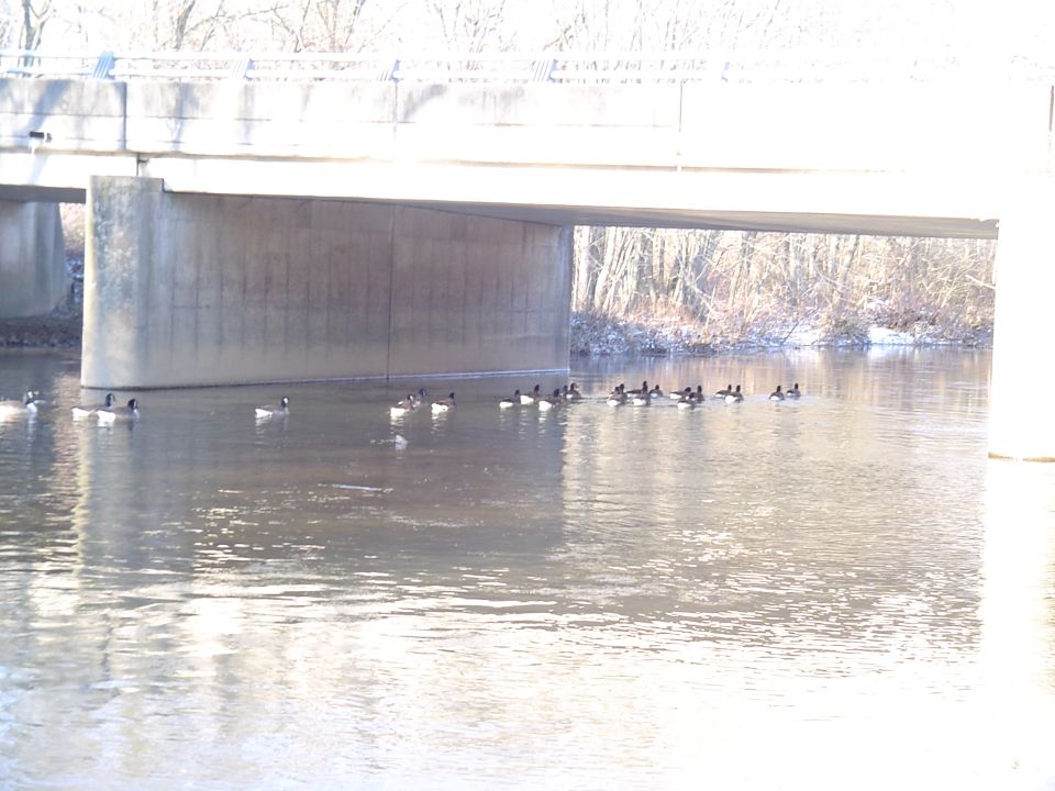Flock of Canada geese swimming under a concrete road bridge on a winter river