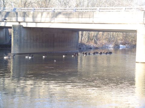 1990 Ford Bronco - A flock of geese navigates the water beneath a large bridge, with trees lining the banks.