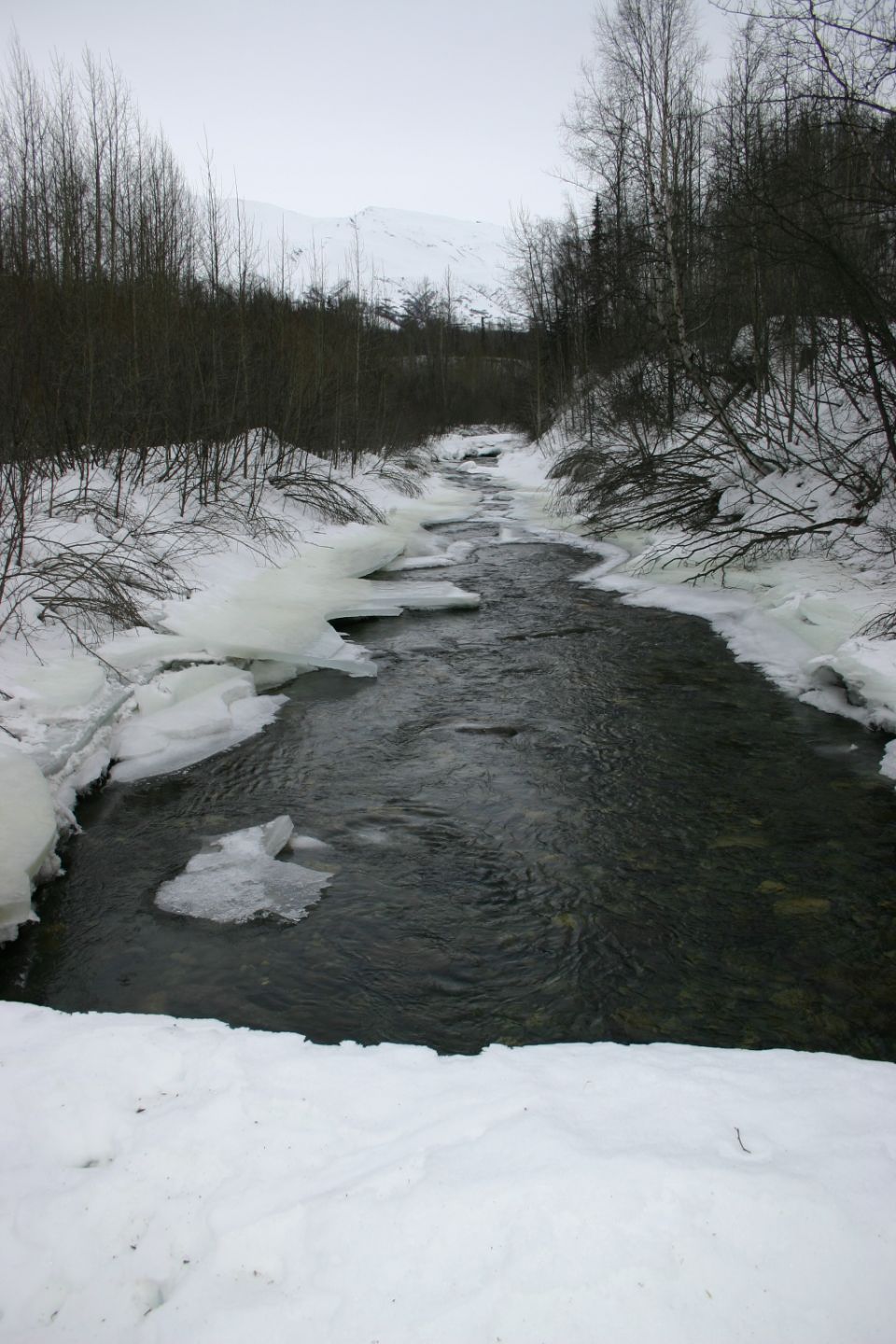 River flowing through snow and ice with bare trees and a snow-covered mountain in the background
