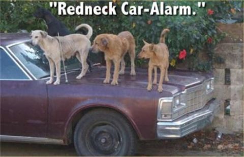 1983 Ford Bronco - Redneck Car Alarm
