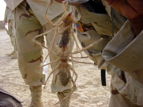 1993 Ford Bronco - A large camel spider is displayed by a person wearing camouflage clothing.