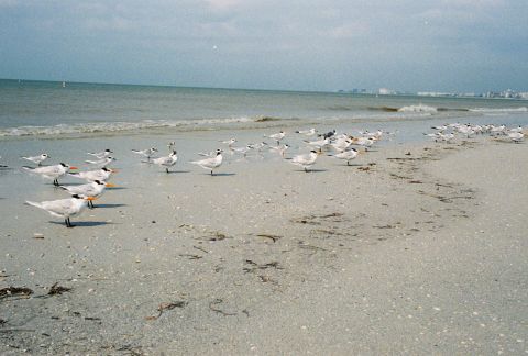 1994 Ford Bronco - Seagulls gather on the shore of a beach, with the ocean waves gently rolling in.