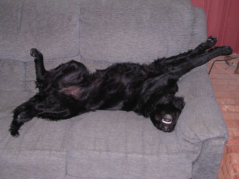 1995 Ford Bronco - This is how Shaggy sleeps, no joke