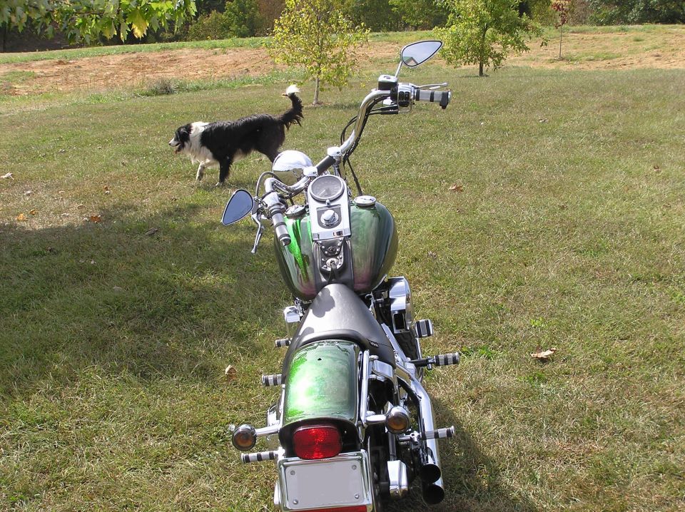 Green motorcycle rear view with a dog in the background