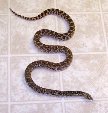 1999 Ford Crown Victoria - My snake, Matilda