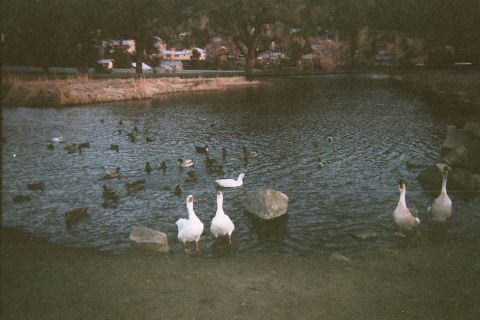 1990 Ford Bronco - I walked up to the pond... & they approched( I thought they wanted bread or some food....