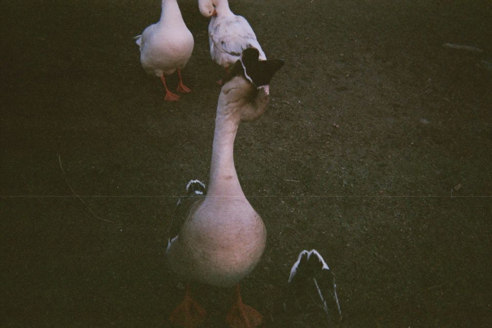 Close-up of domestic geese standing on bare ground at dusk